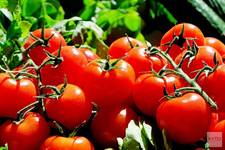 Tomatenvirus gevonden bij zes telers in Westland