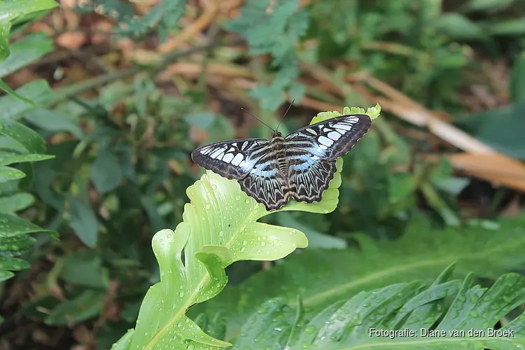 Meer vlinders in &#39;s-Gravenzandse Vlindertuin