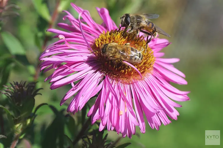 34 procent groei van bijensoorten in Zuid-Holland